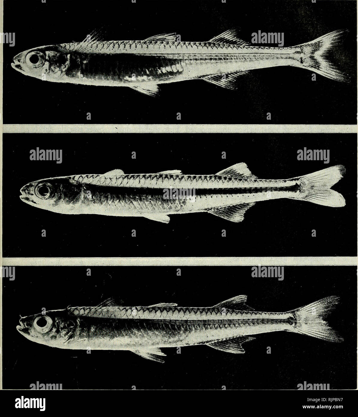 . The Australian zoologist. Zoology; Zoology; Zoology. A NEW SPECIES OF ESTUARINE AND INLAND WATER SILVERSIDE. Fig. 2. Photograph of Atherinosoma presbyteroides (top), Atherinosoma elongata (middle), and Atherinosoma wallacei (bottom), with total lengths of 48.9, 48.0 and 46.5 mm respectively. Aust. Zool. 21(1), 1982. Please note that these images are extracted from scanned page images that may have been digitally enhanced for readability - coloration and appearance of these illustrations may not perfectly resemble the original work.. Royal Zoological Society of New South Wales; Royal Zoologic Stock Photo