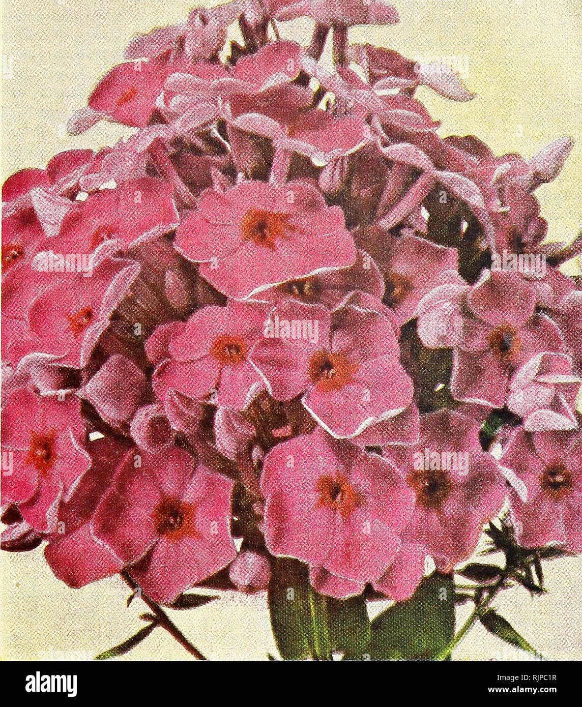 . Autumn bulbs and plants for spring beauty : 1949. Gardening Equipment and supplies Catalogs; Seeds Catalogs; Bulbs (Plants) Catalogs; Flowers Seeds Catalogs; Fruit Seeds Catalogs. Chesapeake Phlcx HARDY PHLOX Wonderful improvements have been made in the Phlox Decussata in recent years. They are of the easiest culture, and during the late summer and fall months make the garden bright with their wealth of bloom and enchanting fragrance. A QUINTET OF AMERICA'S FINEST NEW PHLOX Brilliant Carmine-Crimson FLASH Gorgeous large Carmine-Crimson flowers with orange-scarlet centers. They are produced f Stock Photo