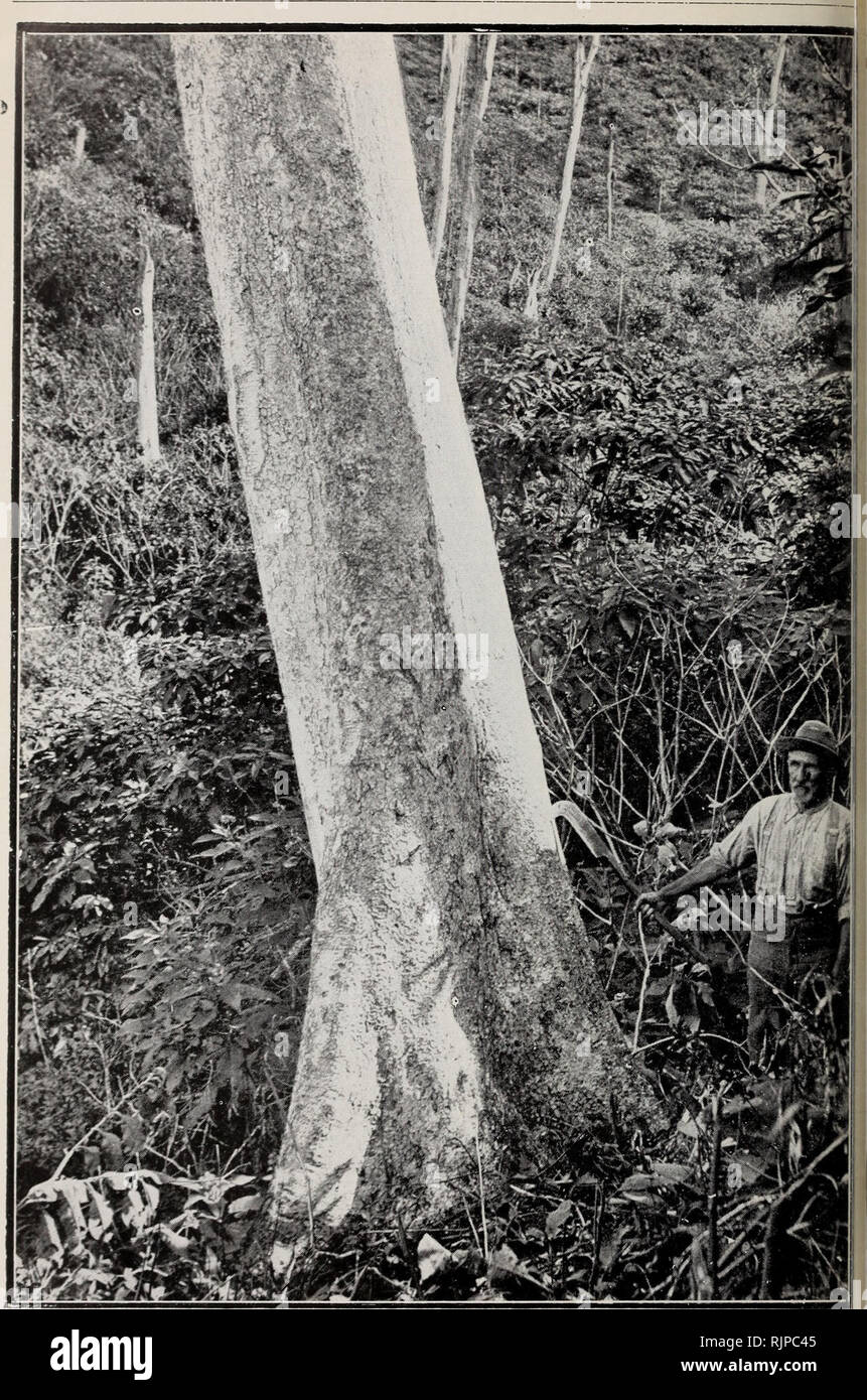 . Australian rain-forest trees, excluding the species confined to the tropics. Rain forests; Trees. 334 Fam Uij VEBBENACEAE.. Fig. 223.—White Beech (Gmelina Leichhardtii). Kin Kin, about 26.2° S. Basal par of stem of tree shown in Fij^. Tlie scales of the bark are shown in upper part. Th(' shrubby growtli sni rouiifliii^ tlic tice is of Sokmum auriculaium ; it has germinated and growi up after the firing of tlic fclh'd scrub. The tree was left standing wlien the scrub was felled {Photo.: W. D. F.) i li. Please note that these images are extracted from scanned page images that may have been dig Stock Photo