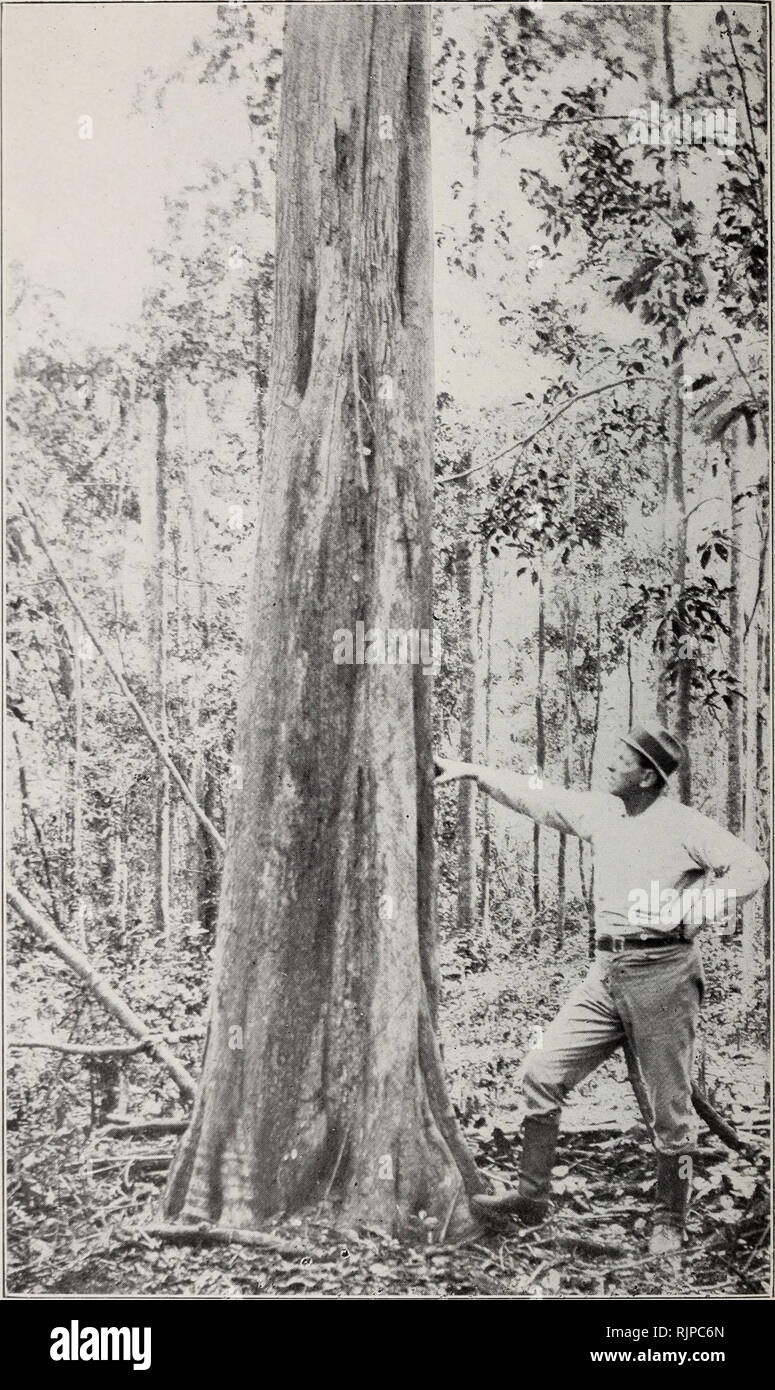 . Australian rain-forest trees, excluding the species confined to the tropics. Rain forests; Trees. 330 FamiJij BOBEAGINACEAE.. Fig. 220.—KoDA (Ehretia acuminata). Imbil, about 26.4° S. The channelled stem, which is often a character of larger trees of this species, is shown. The fissures in the bark are shown in upper part. The aerial root of an epiphytic Fig' tree is shown on the stem in ui)i)er part. {Photo.: W.D.F.l. Please note that these images are extracted from scanned page images that may have been digitally enhanced for readability - coloration and appearance of these illustrations m Stock Photo