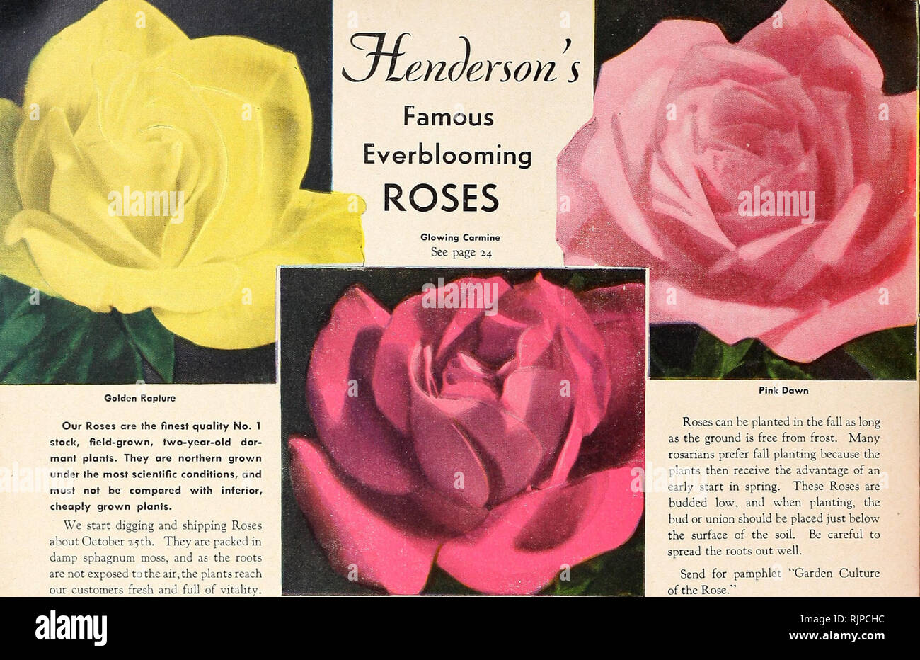 Autumn 1943. Gardening Equipment and supplies Catalogs; Seeds Catalogs;  Bulbs (Plants) Catalogs; Flowers Seeds Catalogs; Vegetables Seeds Catalogs;  Fruit Seeds Catalogs. Our Roses ere the finest quality No. 1 stock,  field-grown,