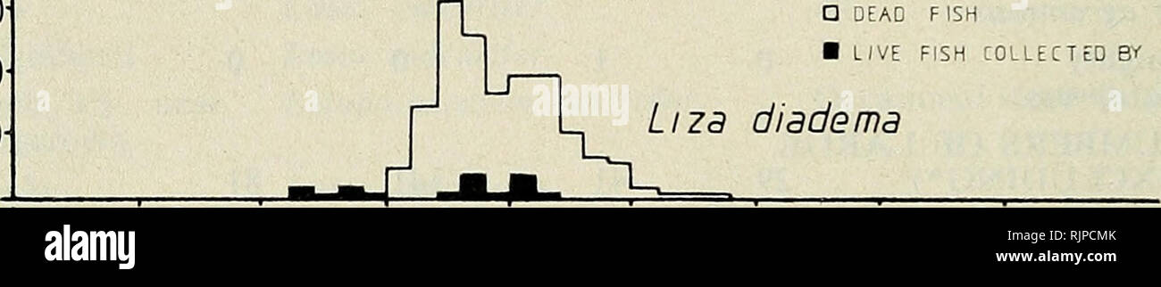 . The Australian zoologist. Zoology; Zoology; Zoology. K. A. BISHOP second group was similar in size to the size class of the majortiy of L. diadema which had died. The smallest size class of L. diadema may not have appeared in the fish kill because they were not affected by the environmental conditions lethal to larger fish and/or this small size group may have been affected but were removed by scavengers more rapidly due to their size. Few small fish were found in the kill though many small species Melanotaenia maculata, Hypseleotris compressus, Denariusa bandata and Neosilurus sp.C (yellow  Stock Photo