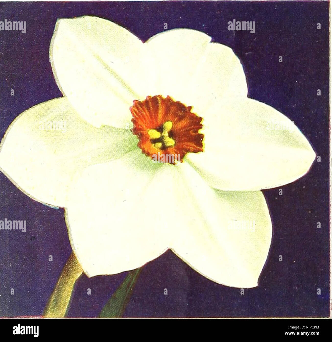 Garden Patio New 100 Pcs Mixed Narcissus Seeds Garden Bulb Autumn Growing Spring Flowering Globalgym Parsberg Com