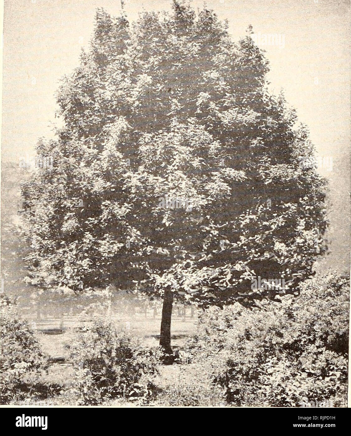 . Autumn 1947. Bulbs (Plants) Utah Salt Lake City Catalogs; Perennials Seeds Utah Salt Lake City Catalogs; Trees Utah Salt Lake City Catalogs; Shrubs Utah Salt Lake City Catalogs; Vegetables Utah Salt Lake City Catalogs; Gardening Equipment and supplies Catalogs. Shade cJrees — cont.. Please note that these images are extracted from scanned page images that may have been digitally enhanced for readability - coloration and appearance of these illustrations may not perfectly resemble the original work.. Porter-Walton Co; Henry G. Gilbert Nursery and Seed Trade Catalog Collection. Salt Lake City, Stock Photo