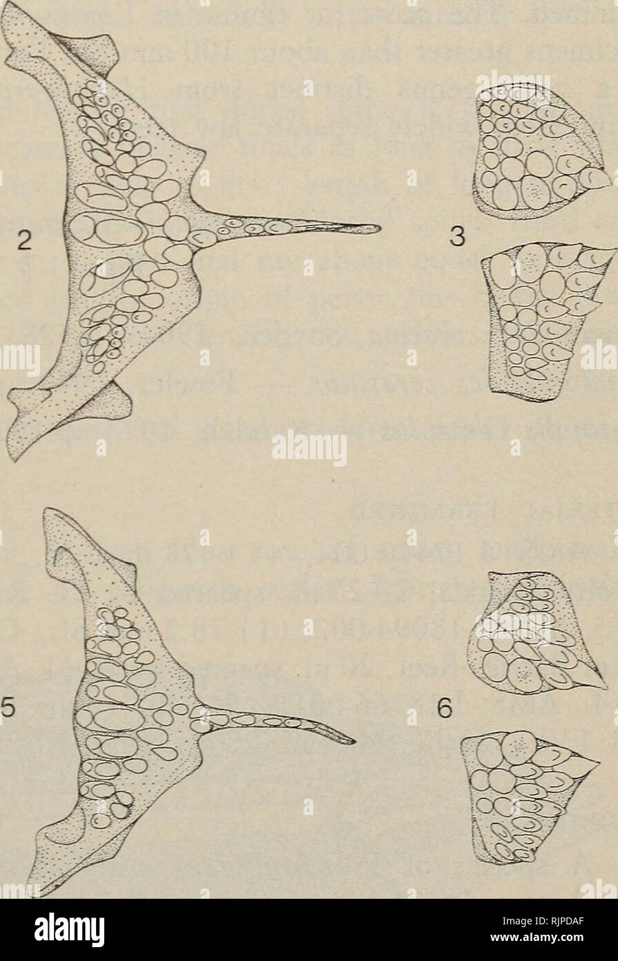 . The Australian zoologist. Zoology; Zoology; Zoology. Figs. 1-6. Pharyngeal bones of two species of Pseudojuloides. 1-3 P. cerasinus 63 mm SL. Fig. 1. Oblique lateral view of lower pharyngeal bone. Fig. 2. Dorsal view of lower pharyngeal bone. Fig. 3. Ventral view of upper pharyngeal bones. 4-6 P. elongatus 54 mm SL, same sequence as above. Aust. Zoo!. 19(2), 1977 171. Please note that these images are extracted from scanned page images that may have been digitally enhanced for readability - coloration and appearance of these illustrations may not perfectly resemble the original work.. Royal  Stock Photo