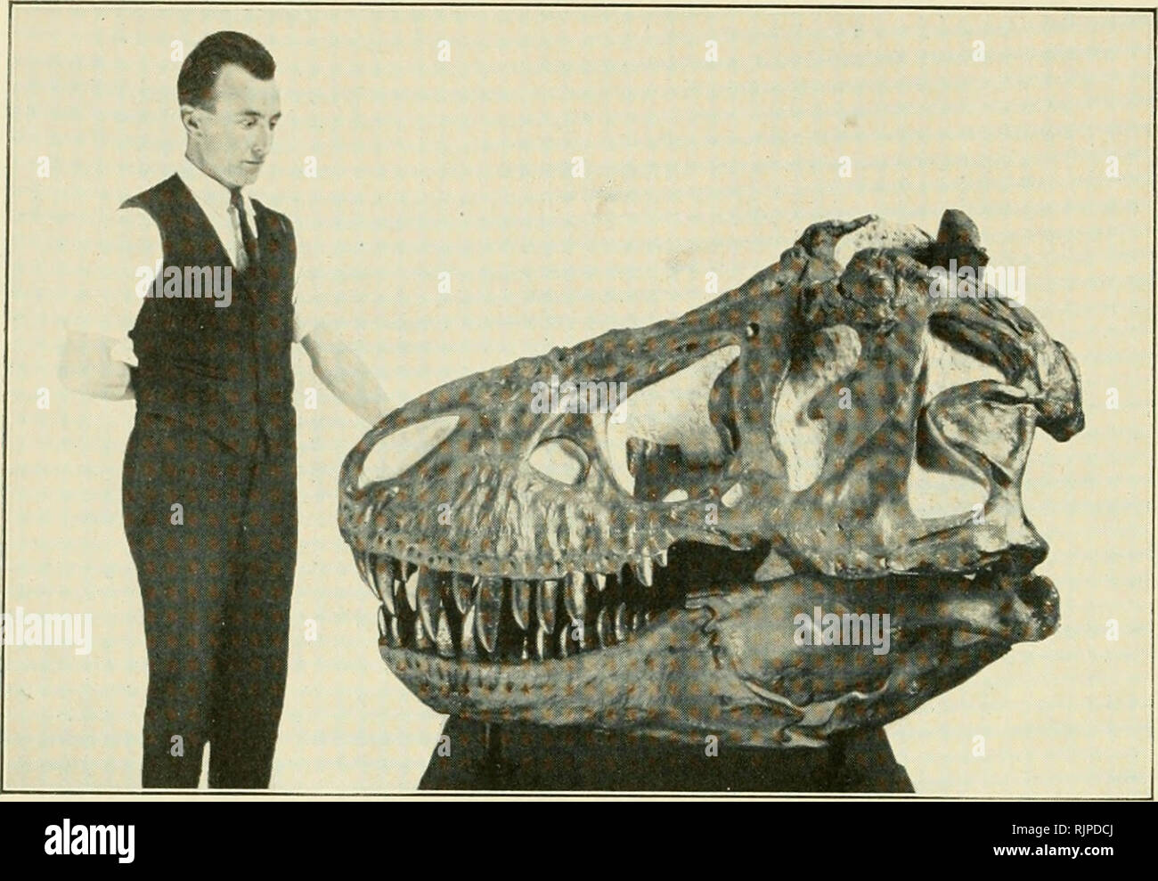 . The Australian Museum magazine. Natural history. 318 THE AUSTRALIAN MUSEUM MAGAZINE.. Cast of the skull and lower jaw of Tyrannosaurus. Prepared at the American Museum of Natural History. [Photo.—G. C. Glutton. saurus was not a subtle hunter, like the eat or the fox, but depended on brute strength and mass action to provide him with a meal. This gigantic reptile, the largest flesh-eating animal that ever walked the earth, lived in the Cretaceous times and was the culmi- nating effort of evolution in this par- ticular direction. It probably preyed on the giant herbivorous dinosaurs of the sam Stock Photo