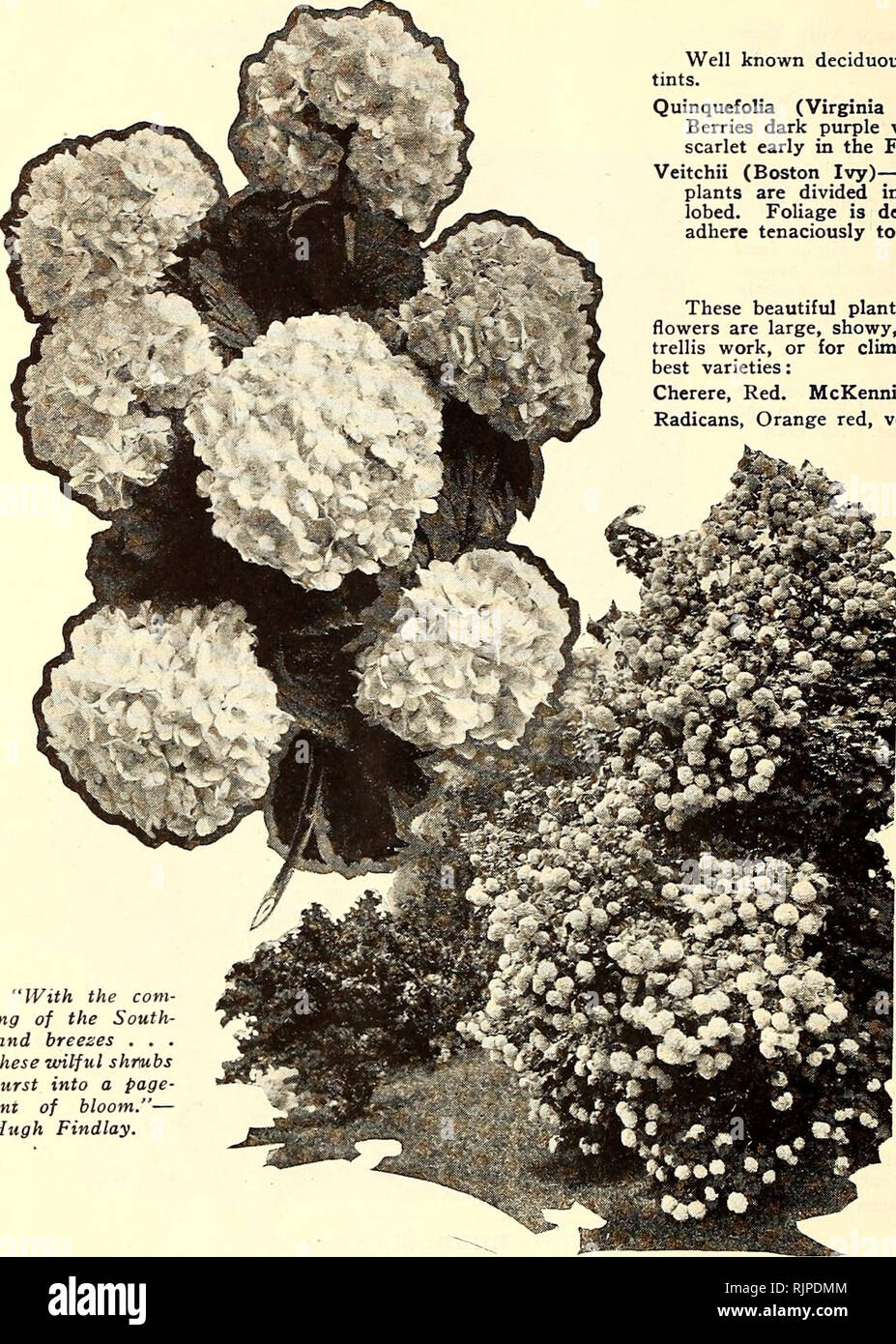 . Autumn 1928 [catalog]. Nurseries (Horticulture) Catalogs; Flowers Seeds Catalogs; Plants, Ornamental Catalogs; Vegetables Seeds Catalogs; Trees Catalogs; Grasses Seeds Catalogs; Gardening Equipment and supplies Catalogs. LOS ANGELES Germain^ CALIFORNIA ORNAMENTAL SHRUBS, TREES AND VINES—Continued CLIMBING AND TRAILING PLANTS. Ampelopsis Well known deciduous vines climbing by tendrils, tints. All assume most gorgeous autumnal Quinquefolia (Virginia Creeper)—Very well known. Leaves large with five leaflets. Berries dark purple with a bloom, borne on red stalks. Foliage colors a most intense sc Stock Photo