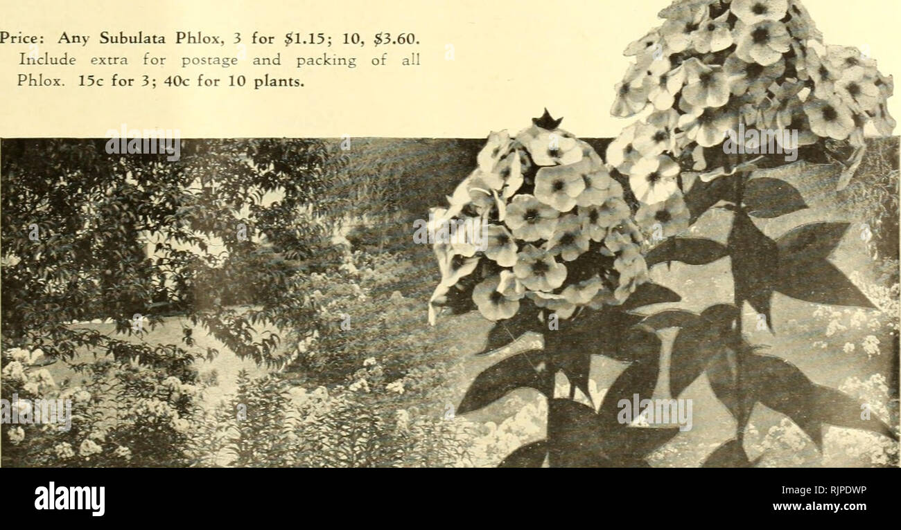 . Autumn 1946. Bulbs (Plants) Utah Salt Lake City Catalogs; Perennials Seeds Utah Salt Lake City Catalogs; Trees Utah Salt Lake City Catalogs; Gardening Equipment and supplies Catalogs. PHLOX THE BEST PLANT FOR MIDSUMMER FLOWERS No Garden is Complete Without a Phlox Garden r6924 BLUE BOY The nearest to deep blue of any phlox, this ideal border variety forms a two-foot high mass of deep rich color. Florets measure 1V2 to 2 inches forming very large flower heads. Especially marvelous at dusk. r6926 CHARLES CURTIS Its color, of blazing sunset red, has won Charles Curtis the repu- tation of being  Stock Photo