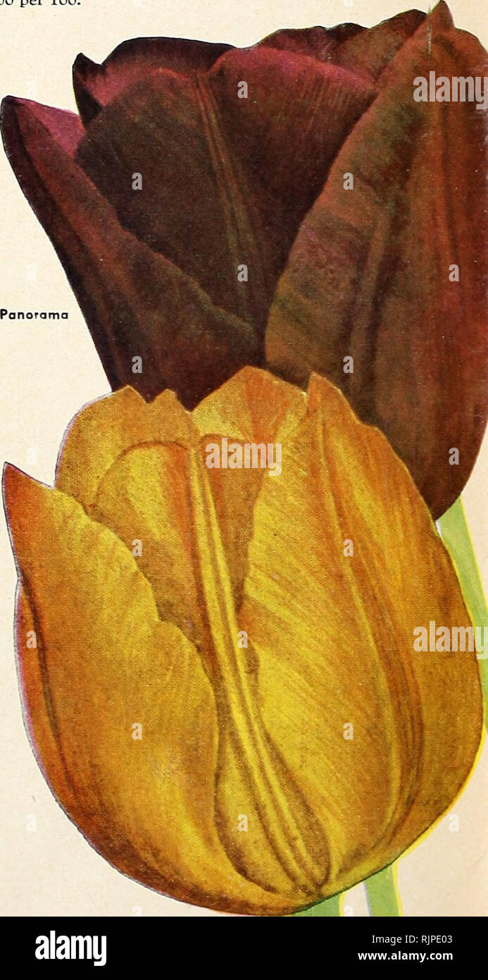 . Autumn 1943. Gardening Equipment and supplies Catalogs; Seeds Catalogs; Bulbs (Plants) Catalogs; Flowers Seeds Catalogs; Vegetables Seeds Catalogs; Fruit Seeds Catalogs. DOUBLE EARLY TULIPS The flowers of some of them average six inches across and are as large and full as a double Peony. They begin flowering when the single earlies are about finished. Double Early Tulips are exceptionally fine for indoor culture during tie winter months. Mr. Vanderhoef. (B-H in.) Largest and finest double golden yellow. Murillo. (Albino.) (A-10 in.) Magnificent blush white, shaded rose, large full double flo Stock Photo