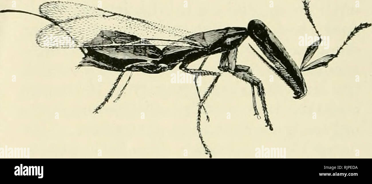 Fig Wasps High Resolution Stock Photography and Images Alamy