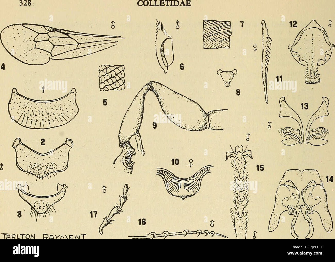 . The Australian zoologist. Zoology; Zoology; Zoology. Tfc R LTON Pq v/^^ E. MT ;^^^=^^==^-9i9=^ &quot;.f J EXPLANATION OF TEXT-FIGURE. 1, 2, 3. Apical plates of the male abdomen, Lysicolletes imitator, sp. nov. 4. Anterior wing; note the two cubital cells and large pterostigma. 5. Scale-like sculpture of the metathorax. 6. Strigilis of the anterior leg. 7. Lineate sculpture of the abdomen. 8. The female of Filiglossa proximo, sp. nov., carried large loads of pollen, probably from Leptospermum sp. 9. Portion of front leg of Lysicolletes imitator. 10. Lineate sculpture of metathorax of female  Stock Photo