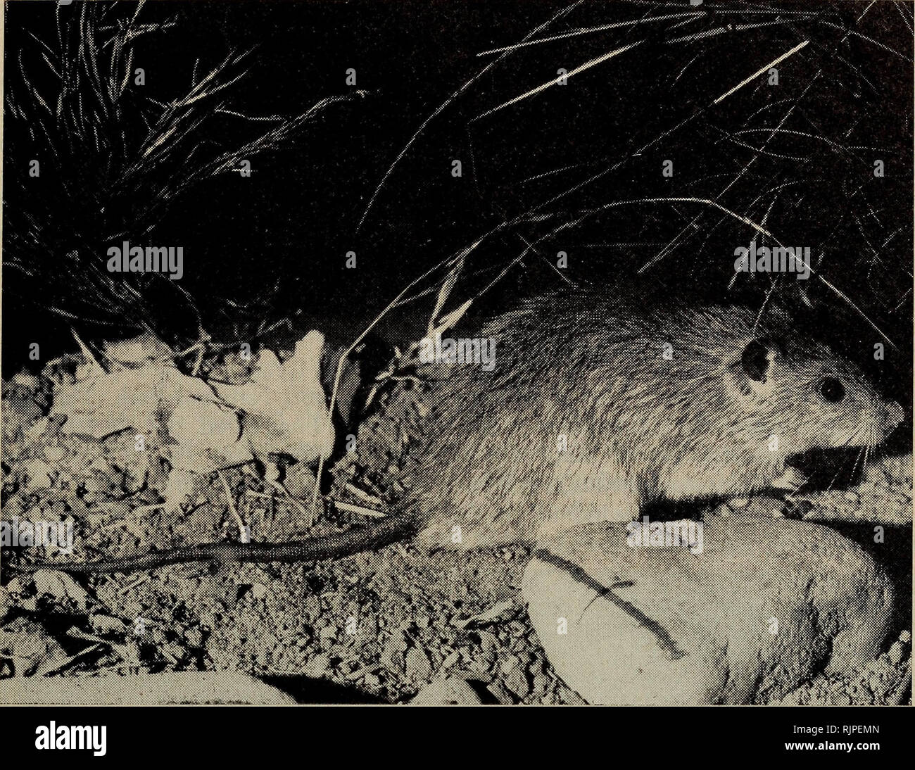 The Australian Zoologist Zoology Zoology Zoology Mammals Of