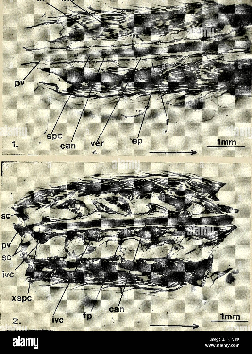 . The Australian zoologist. Zoology; Zoology; Zoology. TAIL REGENERATION IN A SCINCID LIZARD PLATE I m ms Fig. 1. Horizontal sec- tion through tail immediate- ly after auto- tomy. Fig. 2. Parasagittal section through tail two days after auto- tomy.. Fig. 3. Parasagittal section through tail six days after auto- tomy. Arrow indicates the anterior direction. spc. Please note that these images are extracted from scanned page images that may have been digitally enhanced for readability - coloration and appearance of these illustrations may not perfectly resemble the original work.. Royal Zoologica Stock Photo