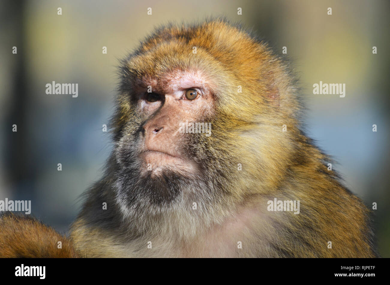 Barbary Macaque (Macaca sylvanus) Stock Photo