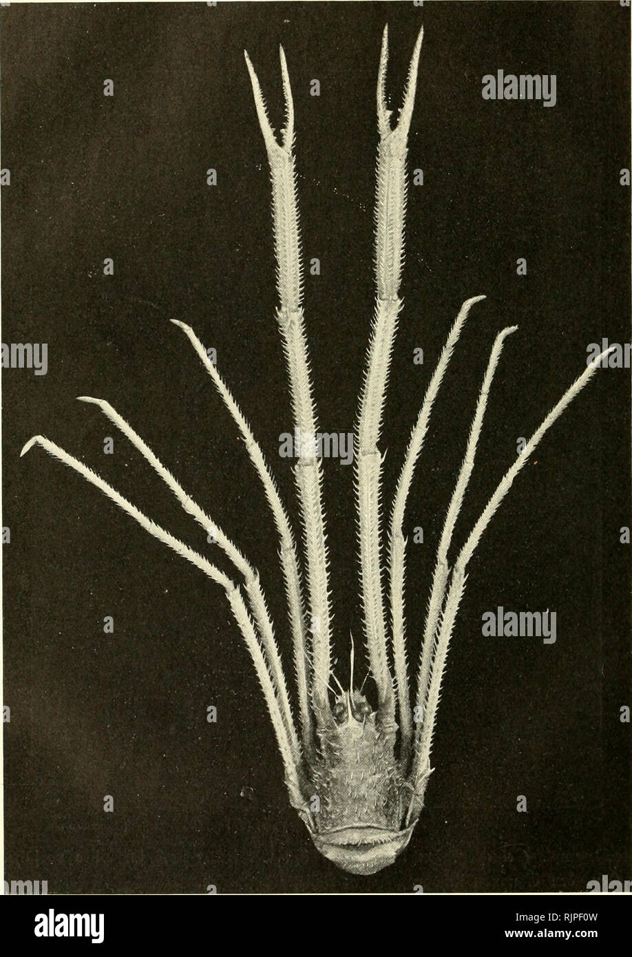 . Aus den tiefen des weltmeeres. Valdivia Expedition; Marine animals. 394 (Süldthecu Jer (iicffce mit piameiitarmeu Jlucicti.. Munidopsis sp. f ü6 = niiis = Kcinal b'^6 m. am. (Sröfic. Please note that these images are extracted from scanned page images that may have been digitally enhanced for readability - coloration and appearance of these illustrations may not perfectly resemble the original work.. Chun, Karl, 1852-1914. Jena, G. Fischer Stock Photo