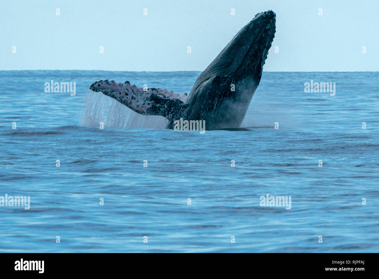 humpback whale breaching on pacific ocean background Stock Photo - Alamy
