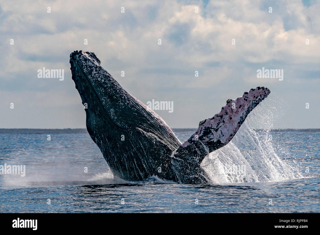 humpback whale breaching on pacific ocean background Stock Photo - Alamy