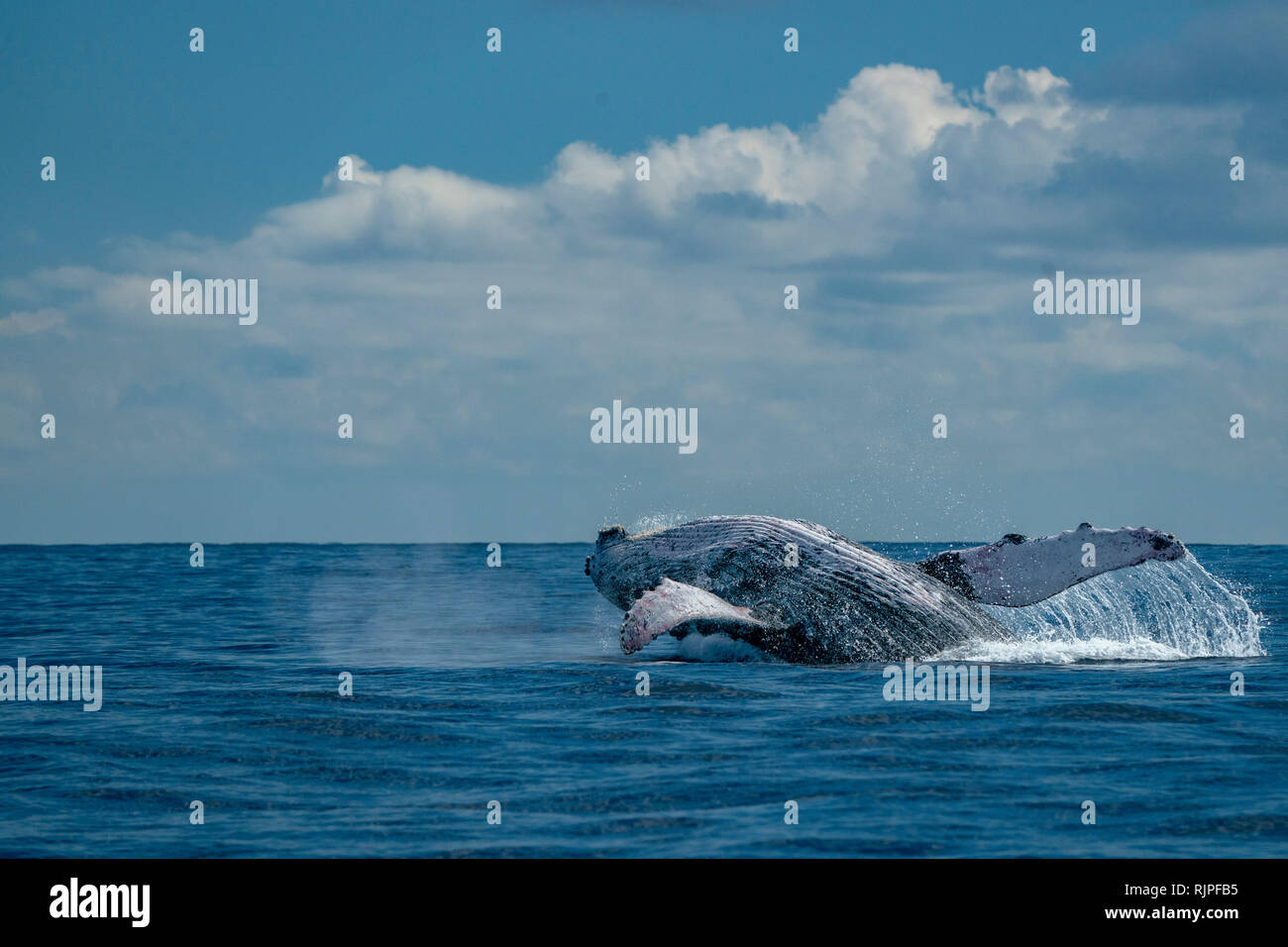 humpback whale breaching on pacific ocean background Stock Photo - Alamy