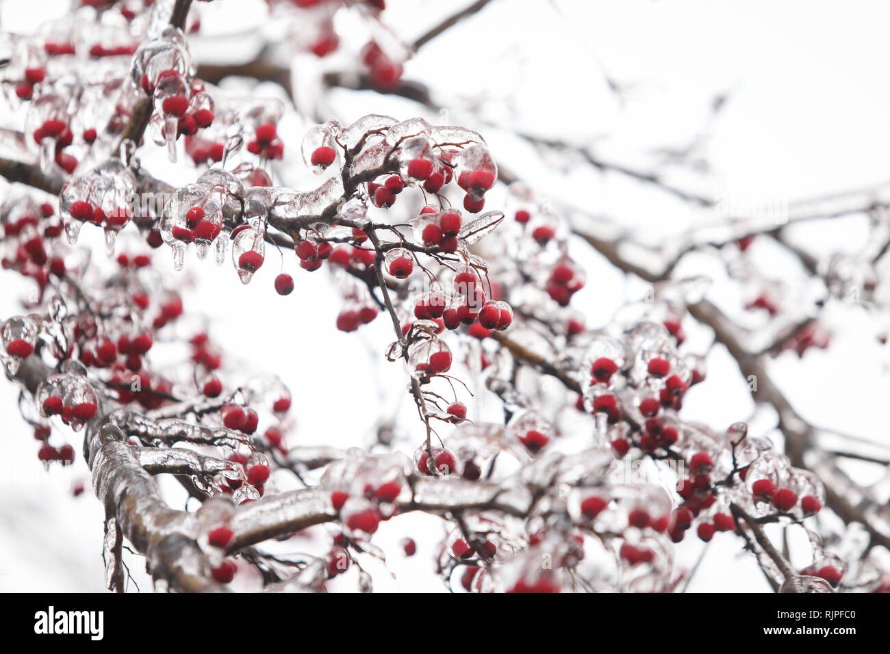 Details with frozen vegetation after a freezing rain weather phenomenon