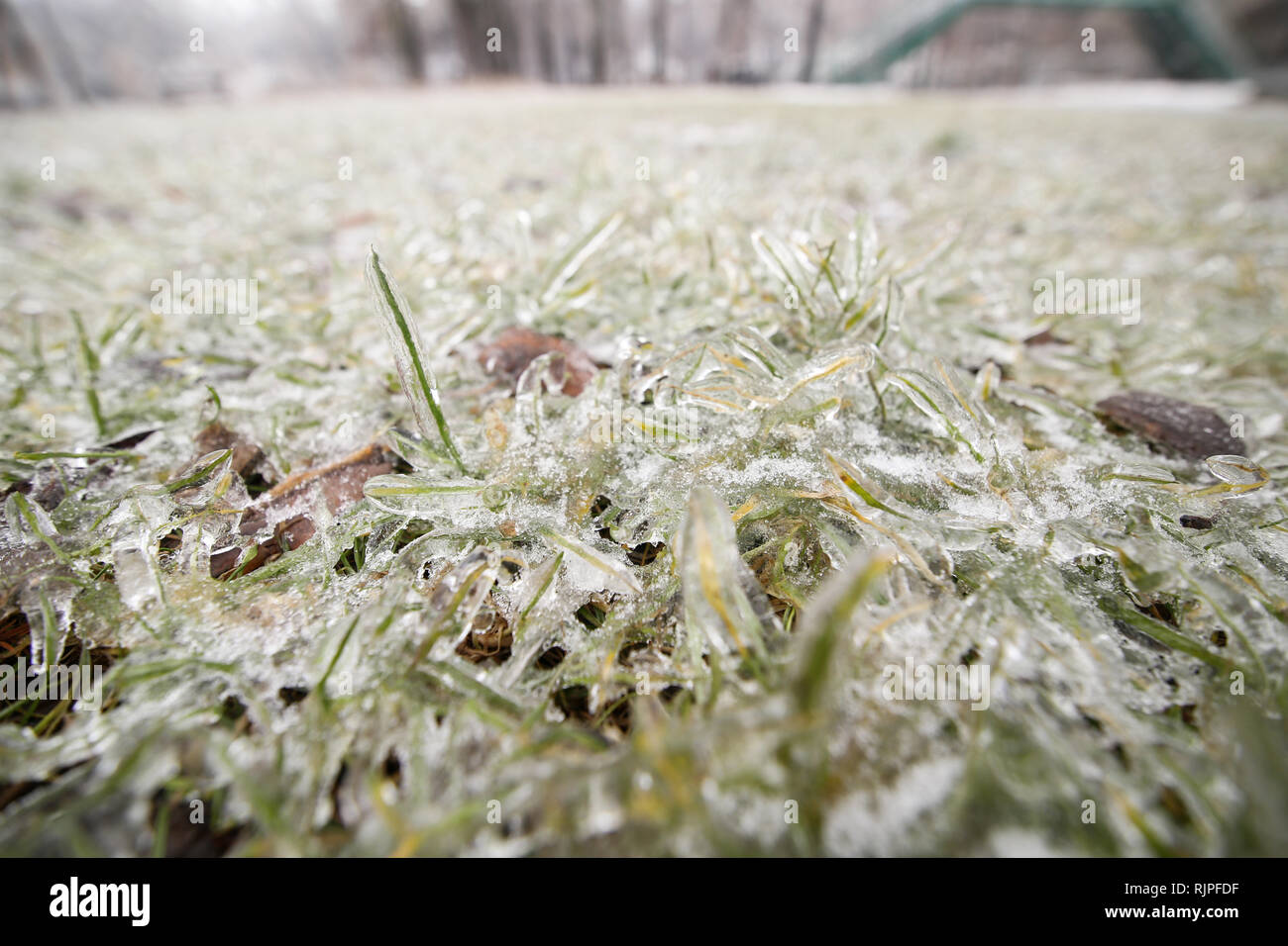 Frozen ground and vegetation during winter after a freezing rain weather phenomenon Stock Photo
