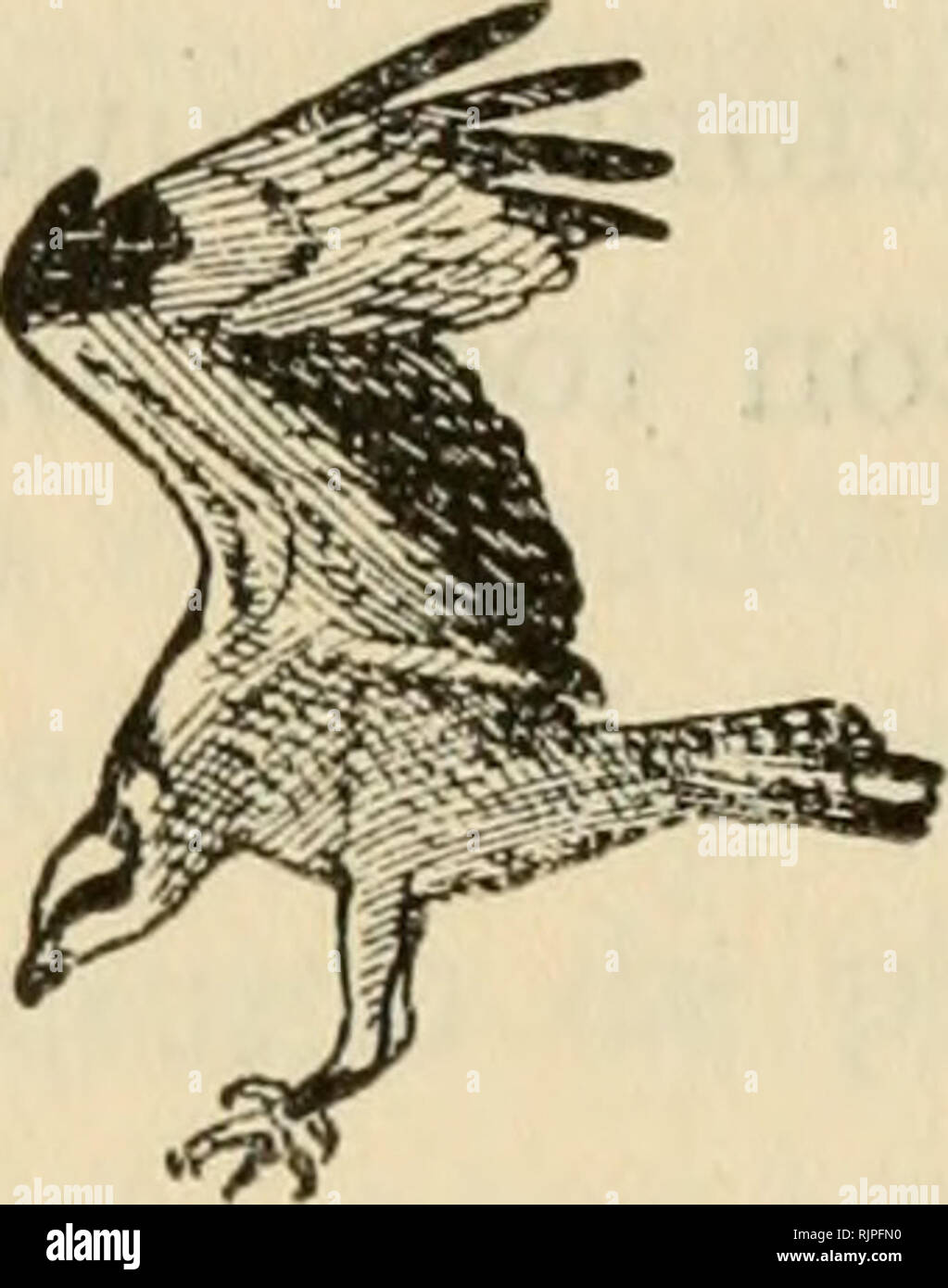 Aves de rapiña y su caza. Birds of prey; Falconiformes. — 54 El águila  pescadora. (Pandion haliaetus.) DESCRIPCIÓN El balbusardo, llamado águila  pescadora, y de cuyo colorido general de plumaje podrá