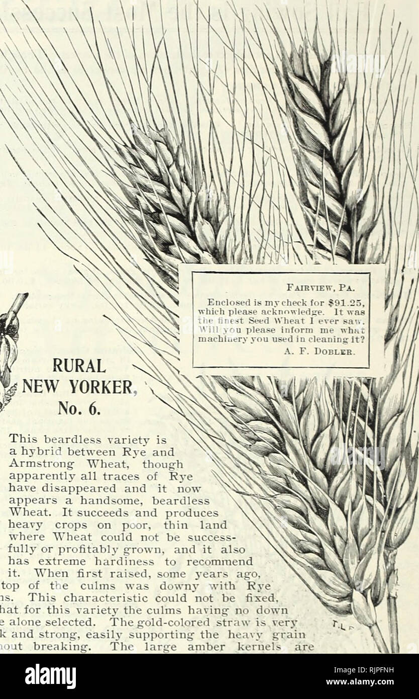 Hybrid wheat seeds hi-res stock photography and images - Alamy