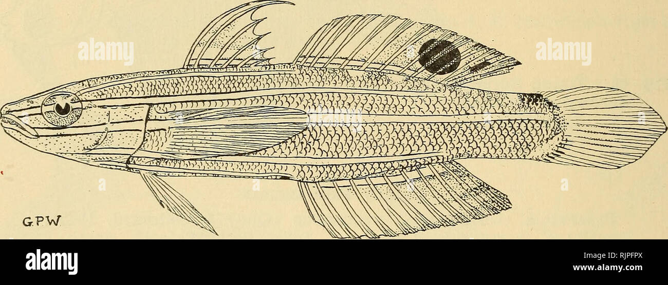 . The Australian zoologist. Zoology; Zoology; Zoology. 426 ILLUSTRATIONS OF SOME AUSTRALIAN FISHES. girdle. Dorsal fins separate. D.vi/i., 11; A.i., 11; V. 1, 5, the inner rays are only united at the bases to half-way along the fin, a basal membrane is not developed. Pectoral without free silk-like rays. Caudal rounded. KOUMANSETTA RAINFORDI, Sp. UOV. (Fig. 43.) D.vi/i., 11; A.i., 11; P., 17. L.lat. circa, 58; L.tr., 19. Predorsal scales 26. Body elongate, compressed; height, 4£ in length. Head compressed; 3i in length. Eye 4 in head. Interorbital i eye-diameter. Snout pointed, about as long a Stock Photo