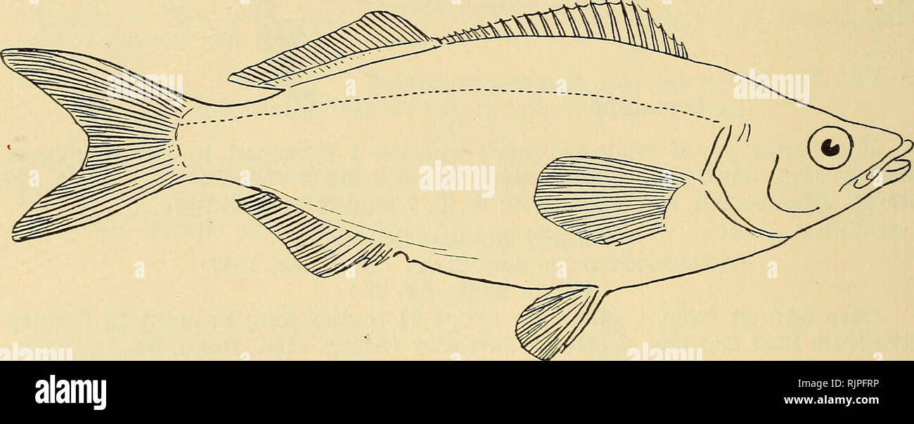 . The Australian zoologist. Zoology; Zoology; Zoology. 424 ILLUSTRATIONS OF SOME AUSTRALIAN FISHES. Family Scatophagidae. Selenotoca aetate-varians (De Vis, 1884). (Plate xxxi., fig. 39.) The type of Scatophagies multifasciatus var. altermans Castelnau, 1878, in the Paris Museum, is here figured. It evidently belongs to the genus Selenotoca Myers (Proc. Biol. Soc. Washington, xlix., 1936, p. 84) and the species is synonymous with S. aetate-varians De Vis, 1884, as are also Scatophagies semistrigatus Saville-Kent, 1893 (spelt S. semistrigigena by Innes, The Aquarium, i., 11, 1933, p. 301) and t Stock Photo