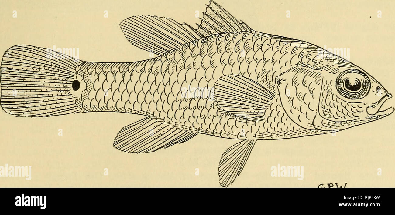 Assessor fish hires stock photography and images Alamy