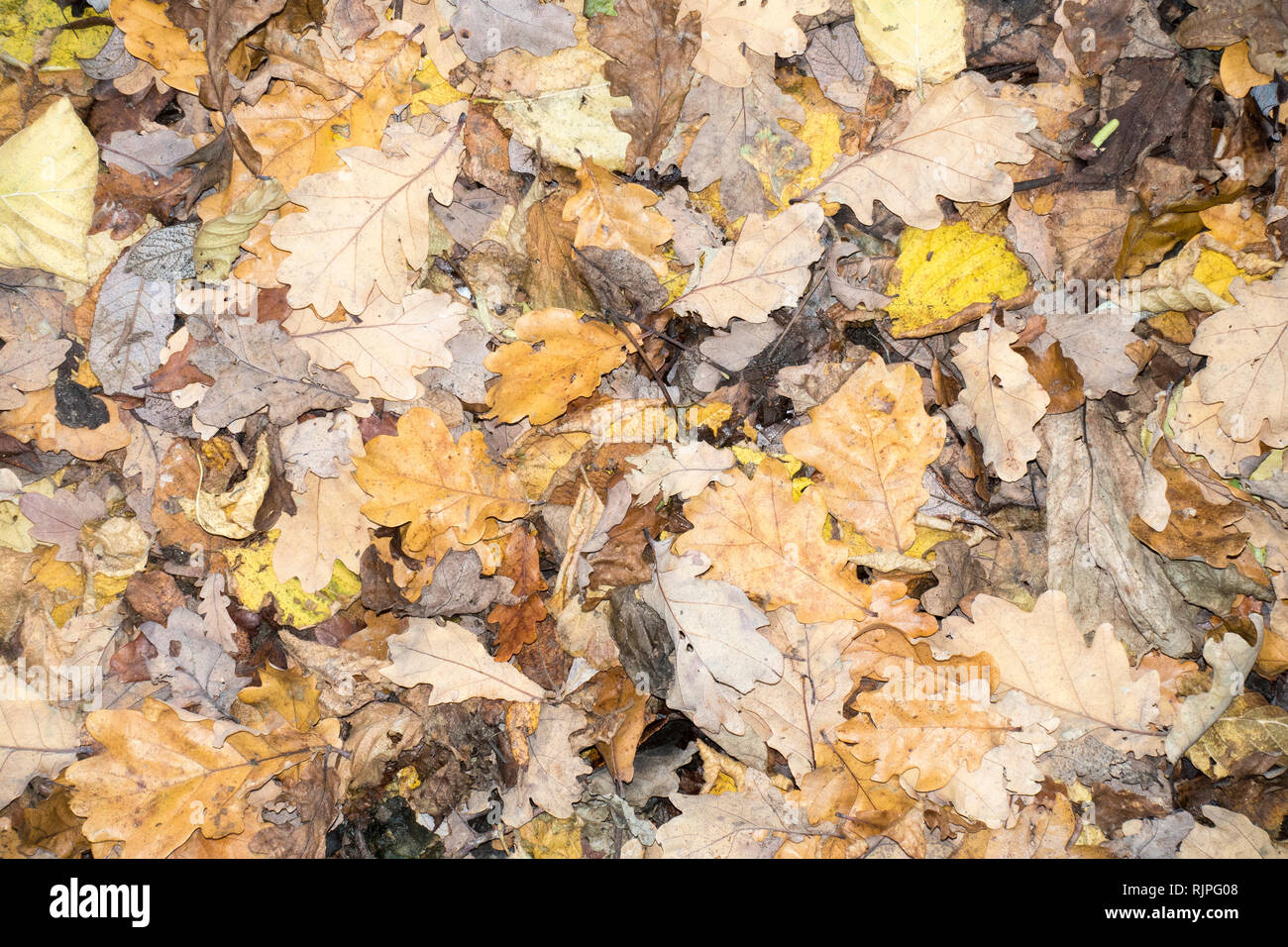 Multicoloured dead and decaying leaves on ground. Stock Photo