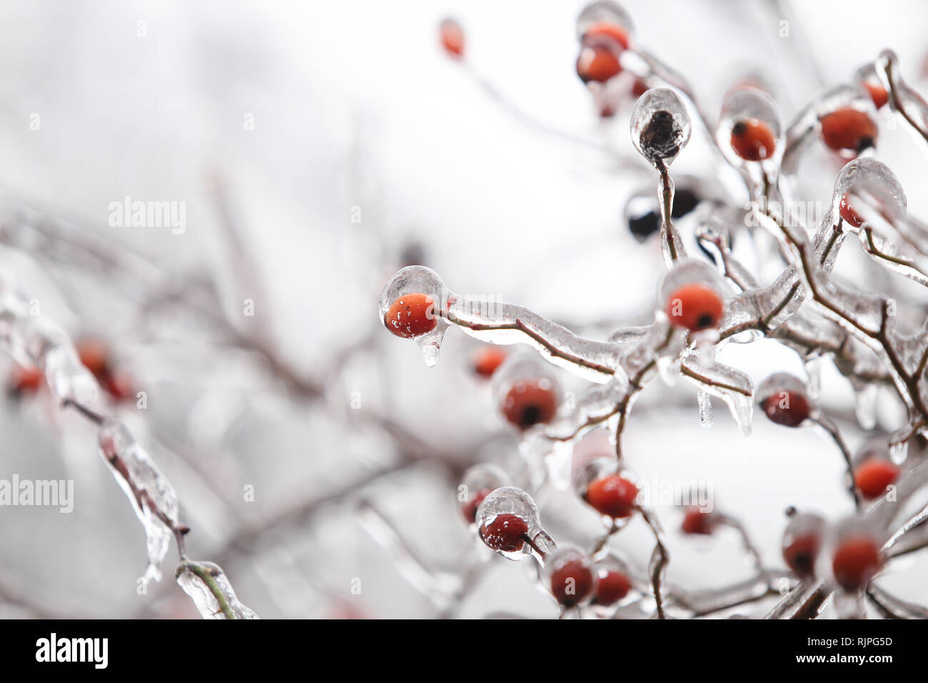 Details with frozen vegetation after a freezing rain weather phenomenon Stock Photo