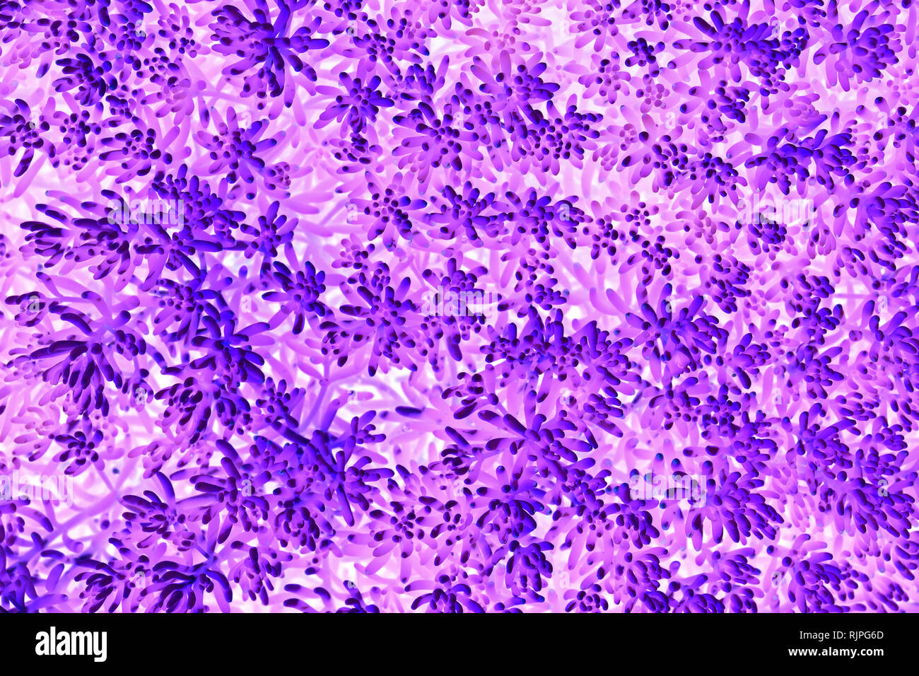 Vivid abstract purple background Stock Photo - Alamy