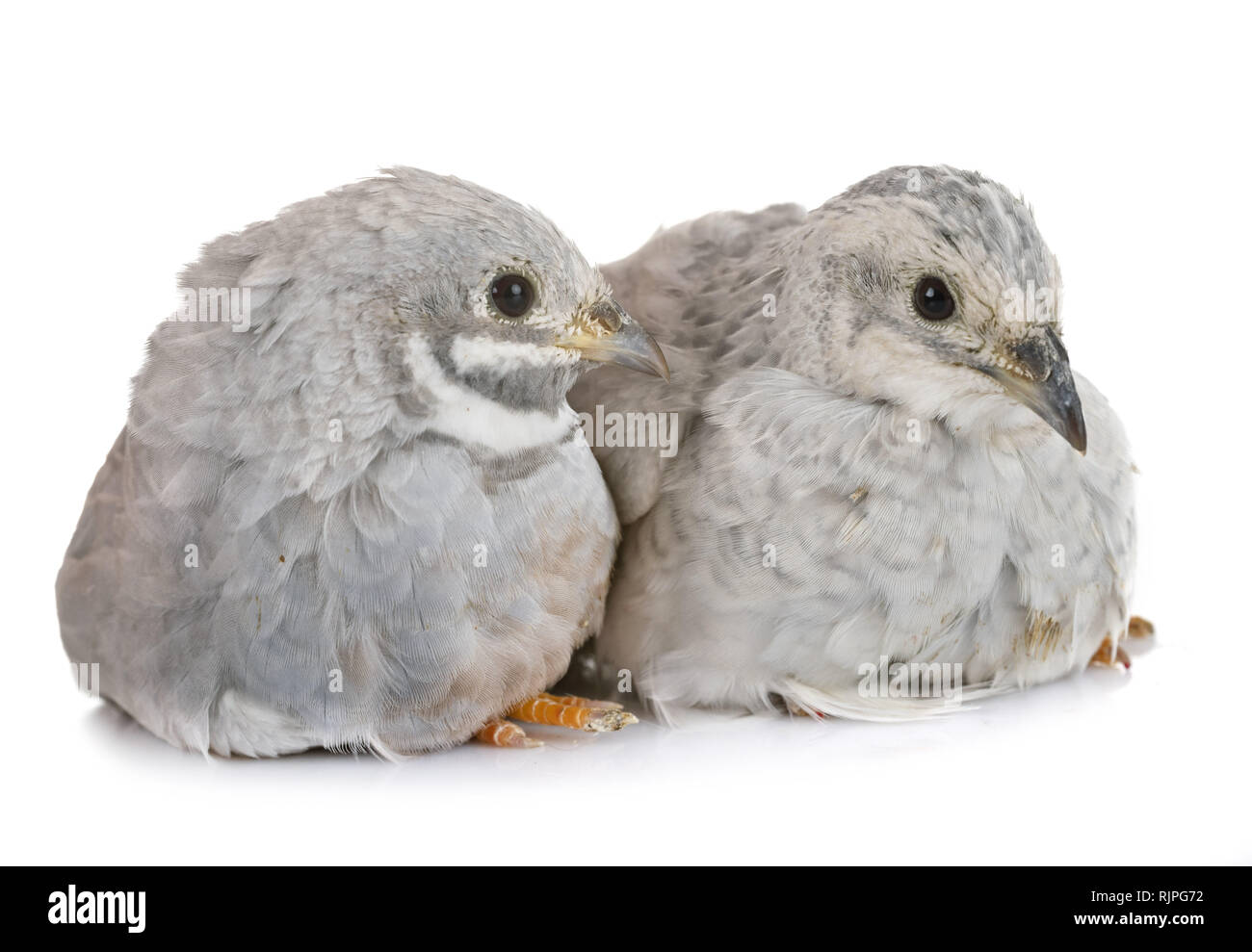 King quails in front of white background Stock Photo