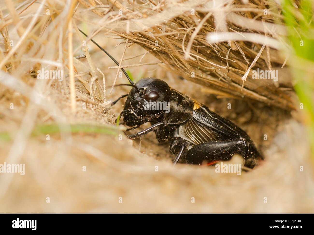Wildlife photo of cricket in czech Stock Photo