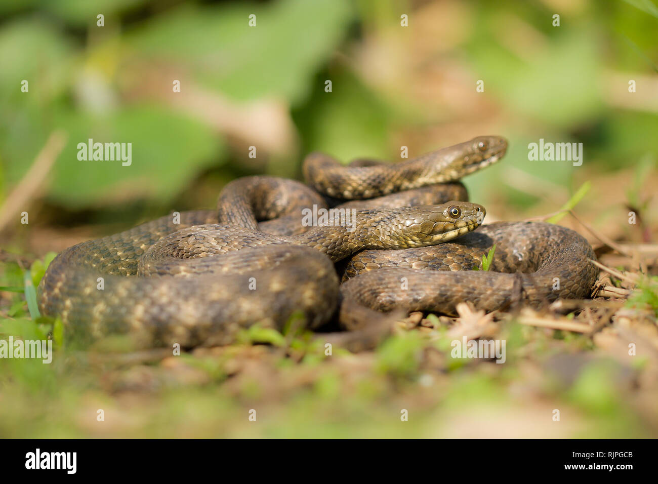 Wildlife photo of dice snake in Czech Republic Stock Photo