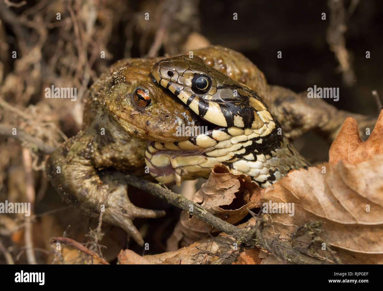 Wildlife photo of snake eating toad in Czech Republic Stock Photo