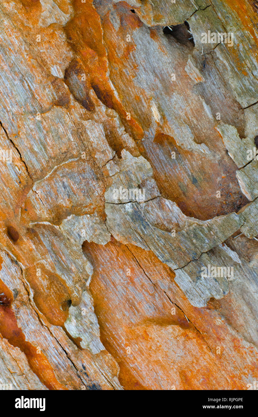 Termite tunnels exposed on a log make colourful and beautiful textures. Stock Photo