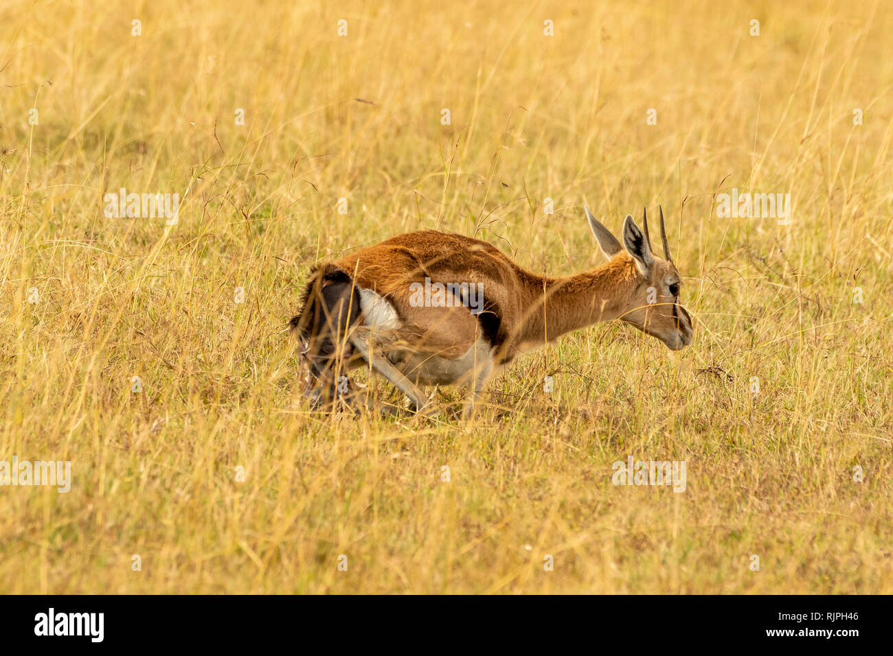 Thomson's gazelle Eudorcas thomsonii giving birth in the masai mara in ...