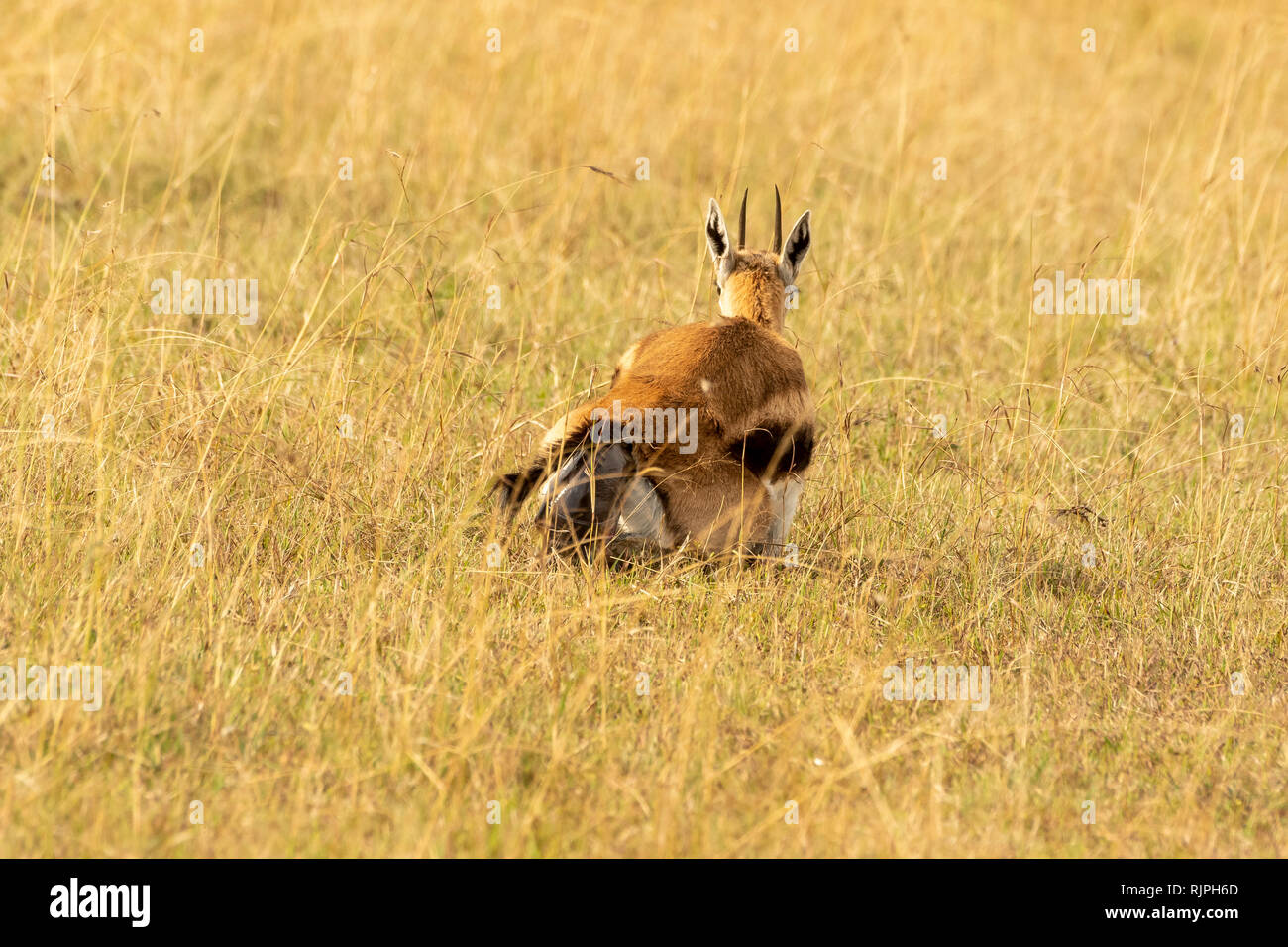 Thomson's gazelle Eudorcas thomsonii giving birth in the masai mara in ...