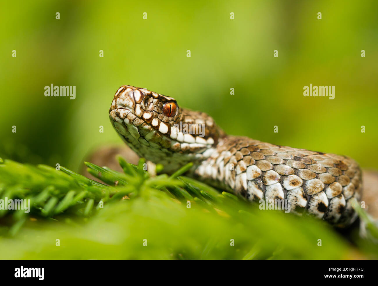 Wildlife photo of venomous snake in Czech Republic Stock Photo