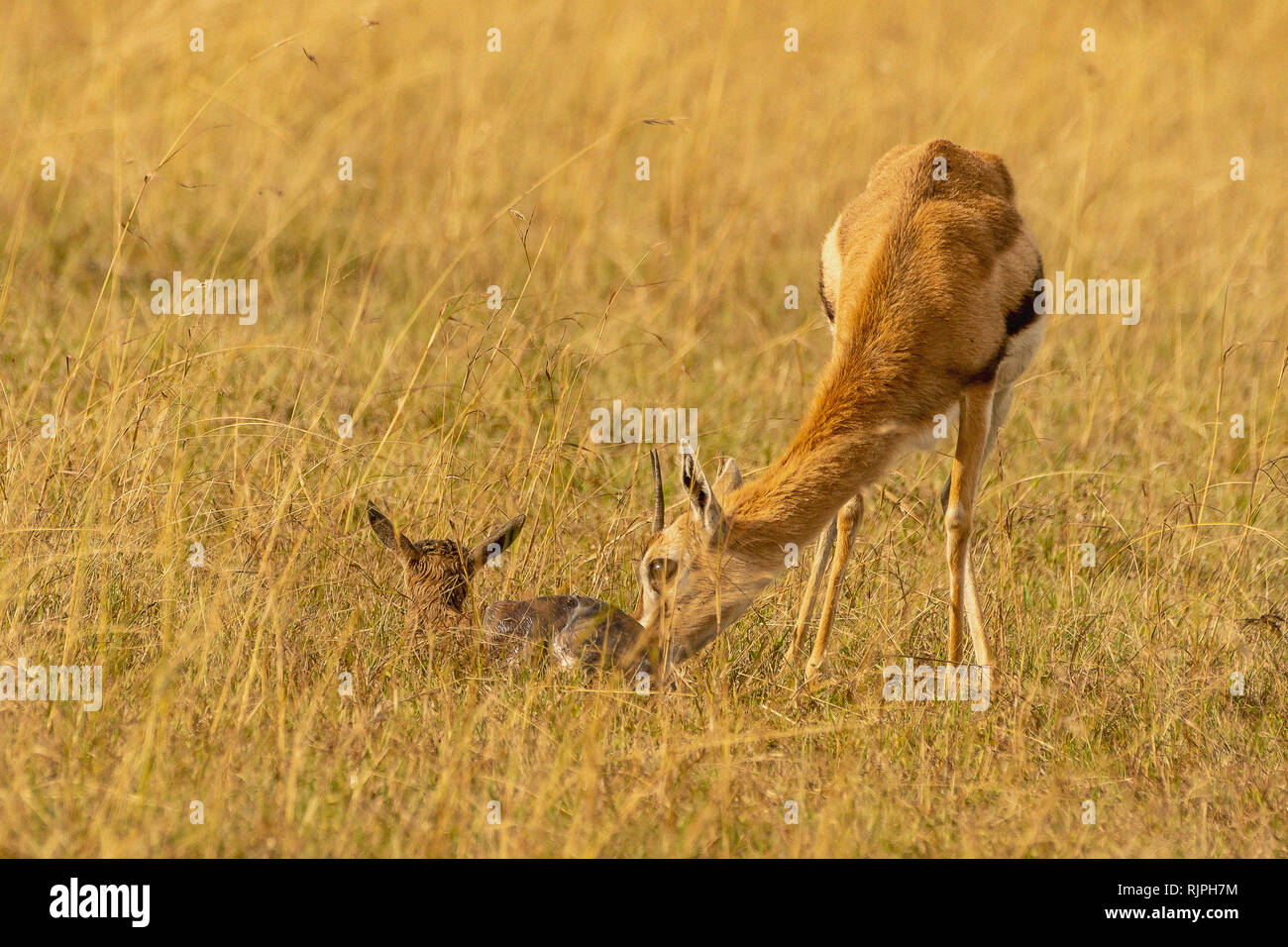 Gazelle birth hi-res stock photography and images - Alamy