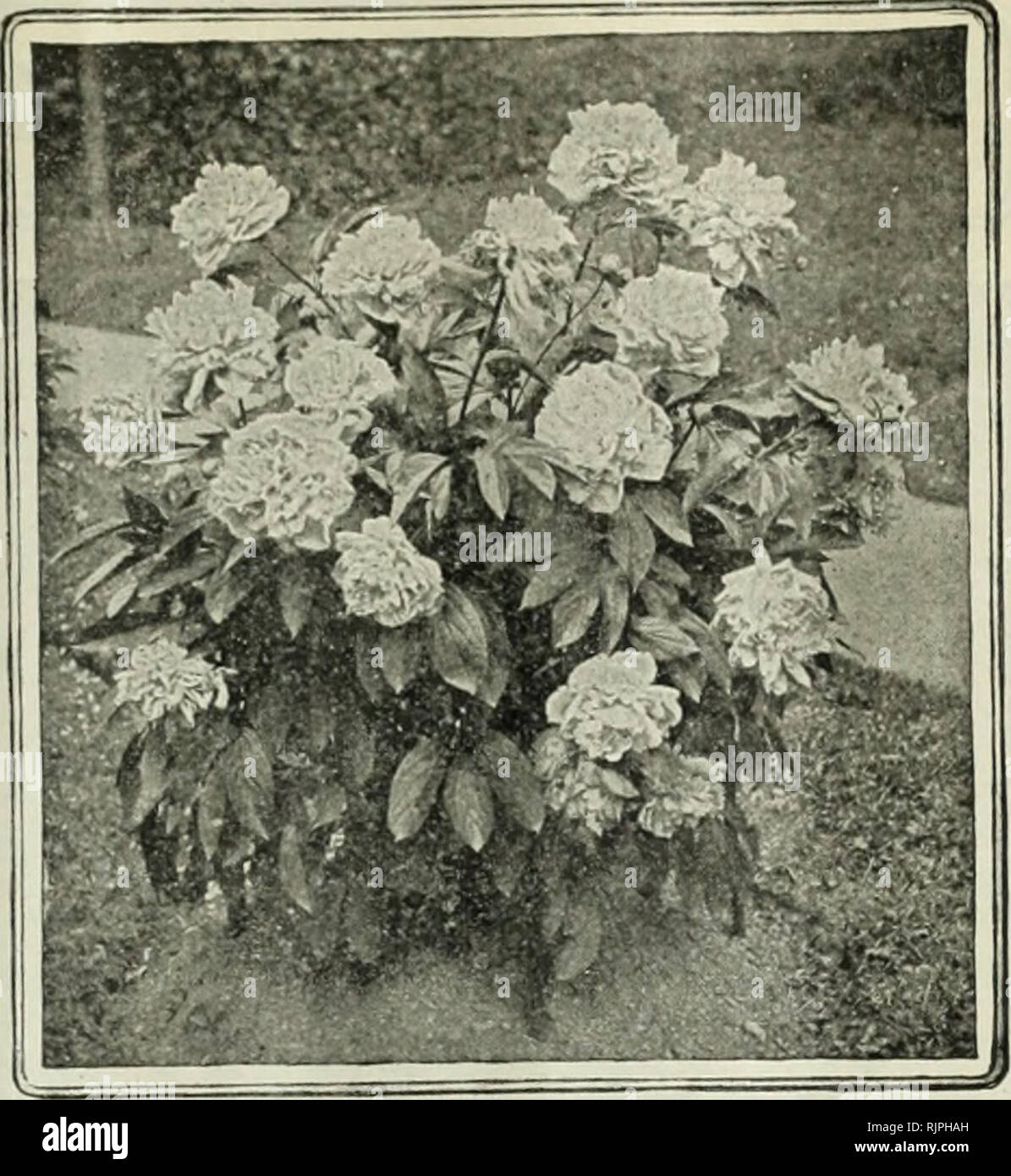 Autumn Catalogue Of Bulbs And Plants Seeds Catalogs