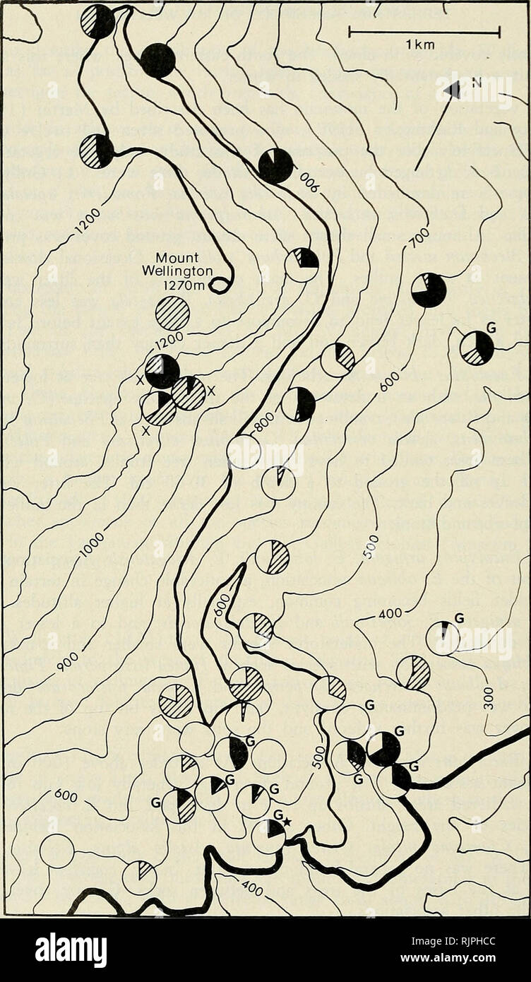 . The Australian zoologist. Zoology; Zoology; Zoology. Fig. 1. The relative abundances of terrestrial amphipods found at 37 sites on Mt. Wellington. Sites classified as gullies are marked G. The Fern Glade intensive study site is marked with an asterisk. Solid: Talitrus vulgaris; cross-hatched: Talitrus sp.; open: Talitrus tasmaniae; cross: Orchestia sp. (presence only). 146 Aust. Zool. 21(2). 1984. Please note that these images are extracted from scanned page images that may have been digitally enhanced for readability - coloration and appearance of these illustrations may not perfectly resem Stock Photo