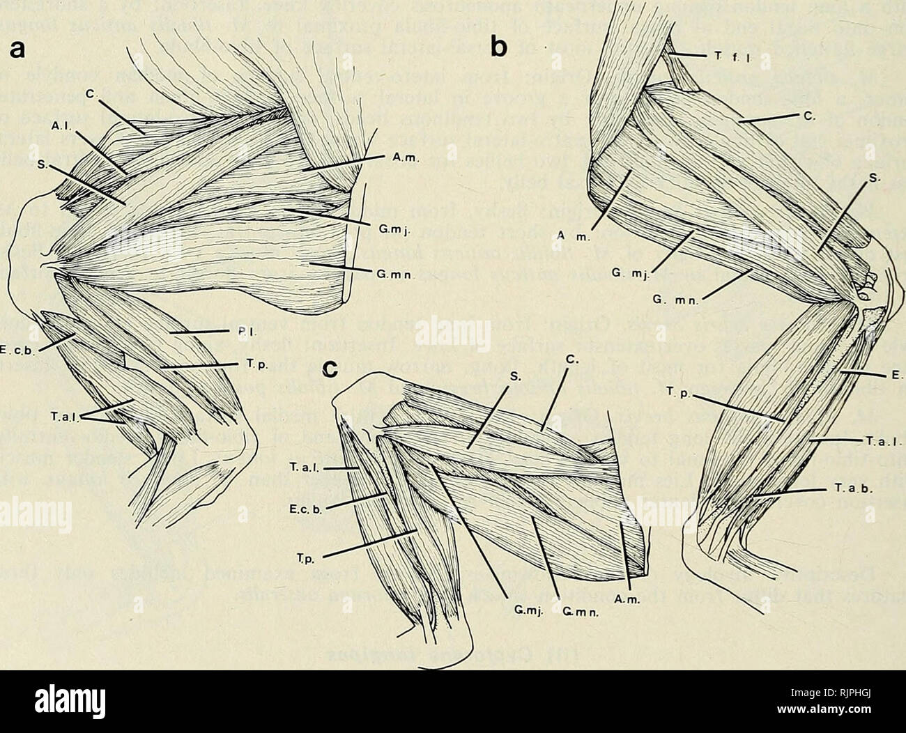 . The Australian zoologist. Zoology; Zoology; Zoology. J. SANDERS and M