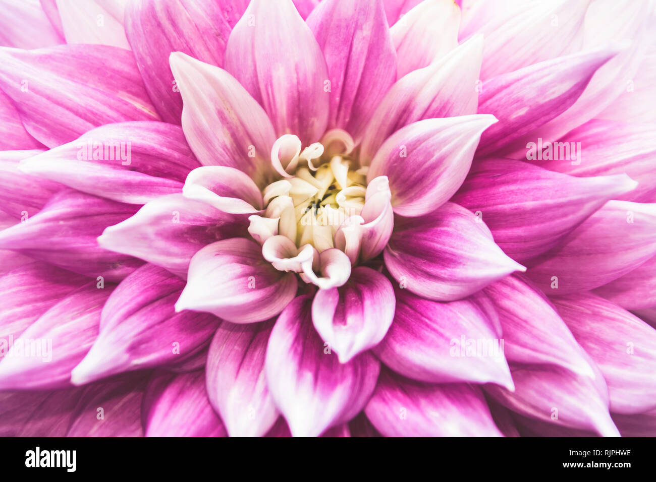 Purple white dahlia pinnata single flower petal in isolated close up details in muted elegant filter Stock Photo
