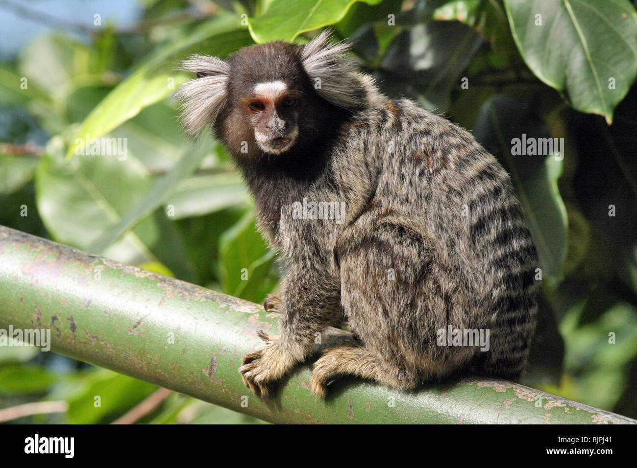 Mico monkey hi-res stock photography and images - Alamy