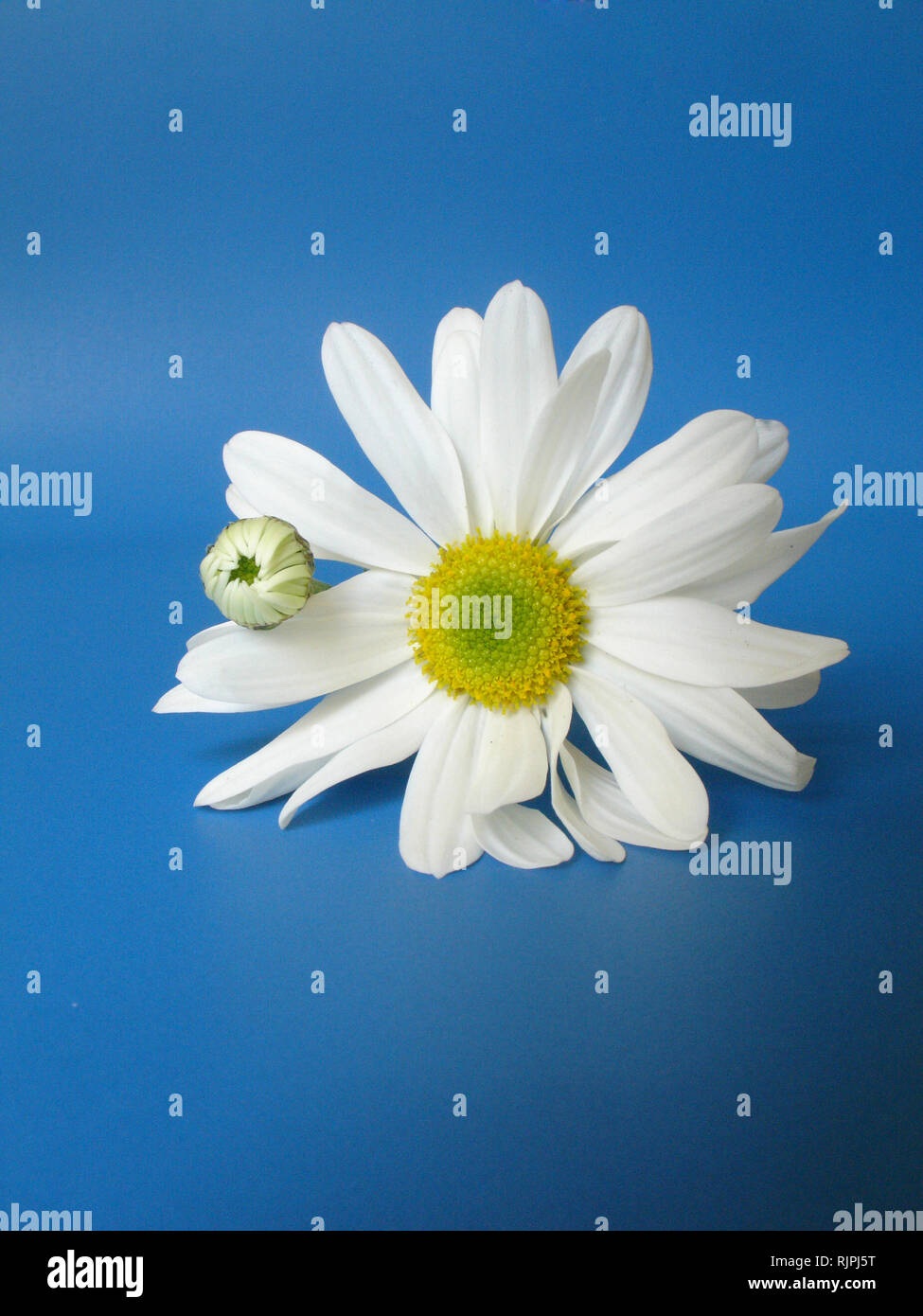 Daisy, São Paulo, Brazil Stock Photo Alamy
