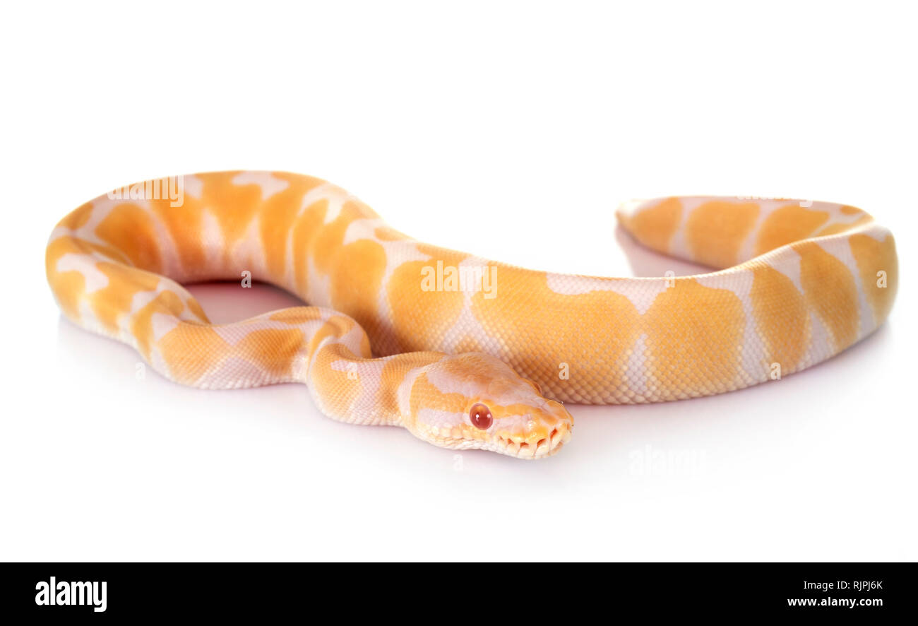 Royal Python White royal python in front of white background Stock Photo - Alamy