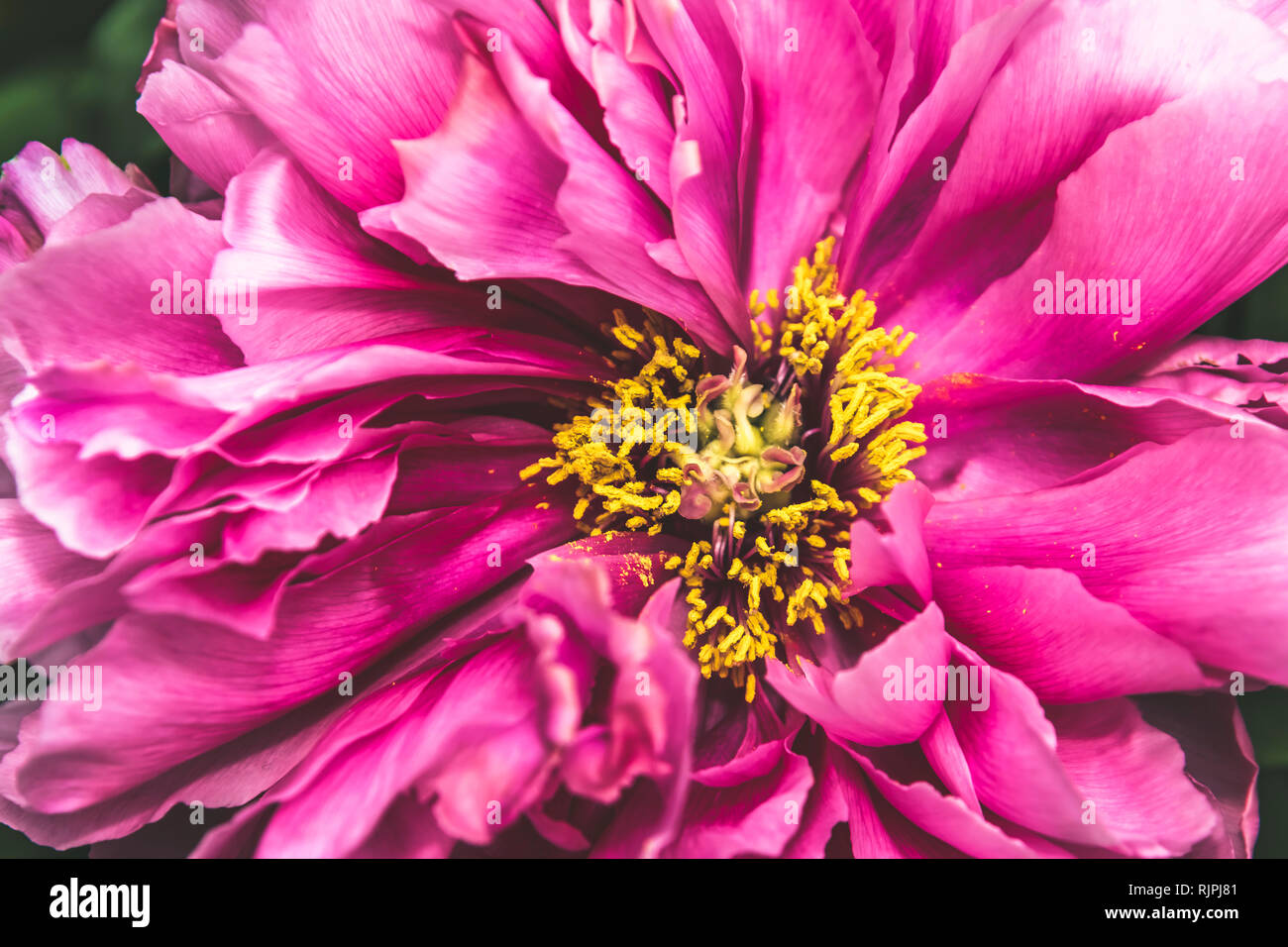 Single pink peony flower petal in full blossom close up details ...