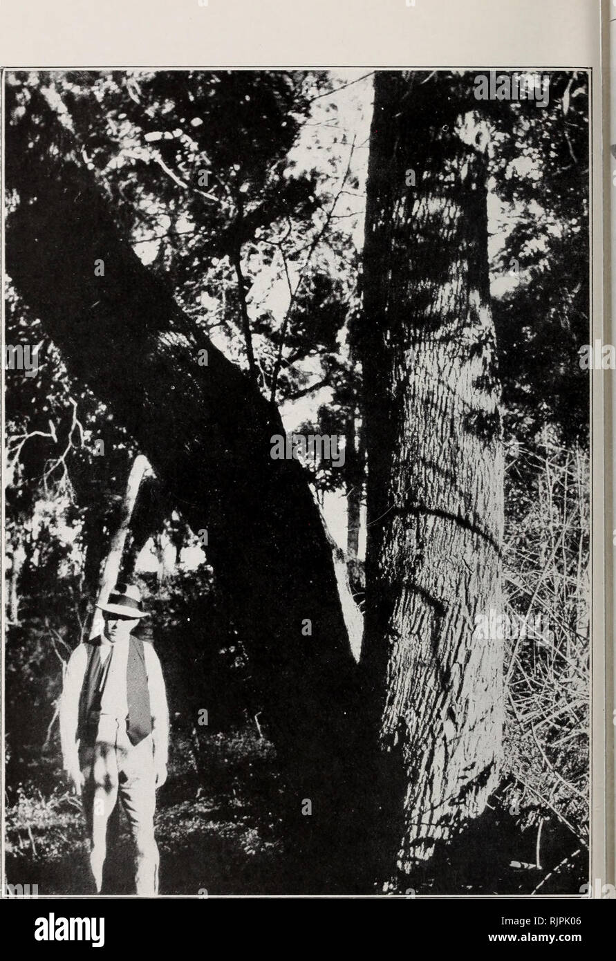 . Australian rain-forest trees, excluding the species confined to the tropics. Rain forests; Trees. 2S4 Family MYETACEAE. I. Fi^. ]86.—Weeping Myrtle (Eugenia Ventenatii). Enoggera Creek, Brisbane, abo 27.3° S. The two large stems are of this species. The fissured bark, common on large steir is shown on the stem on right. The stem on left overhangs the watercourse. (Photo.: W.D. F.). Please note that these images are extracted from scanned page images that may have been digitally enhanced for readability - coloration and appearance of these illustrations may not perfectly resemble the original Stock Photo